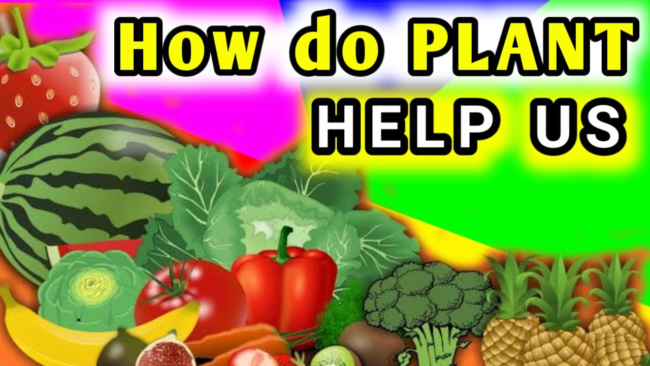 Plants Give Us Food Importance & Uses Of Plants Science For Kids