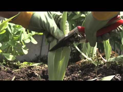 Video: Iris transplanteren: tips voor het verdelen van irisplanten