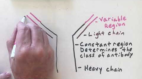 Antibody Structure & Function