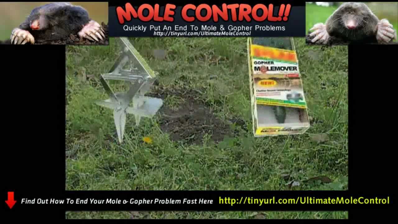 Get Rid Of Moles In Lawn Moles And Voles Youtube