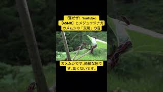 【ASMR】ヒメジュウジナガカメムシの「交尾」の音 虫の音 交尾の音 insects asmr 自然 bug mating asmrkorea咀嚼音韓国