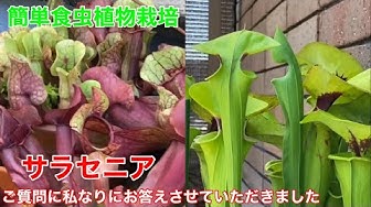 サラセニアの育て方と管理 Youtube