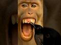 Ref:ARuPUvoheDI Bird dentist heals macaque smile    