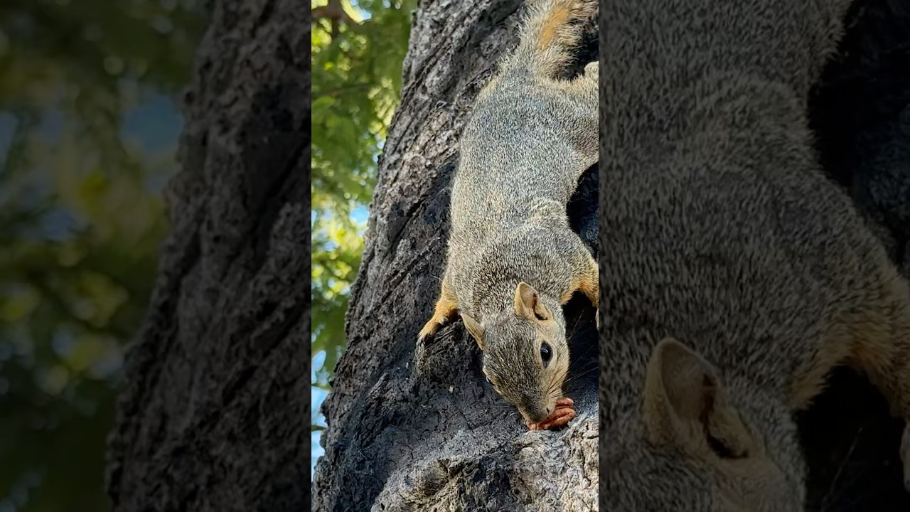 I love Chester the squirrel 🐿️￼