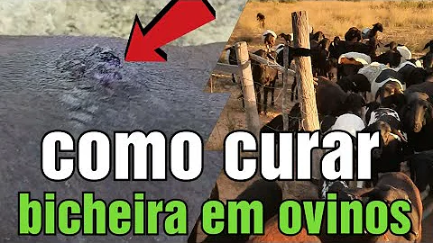 Como tratar bicheira em ovelha?