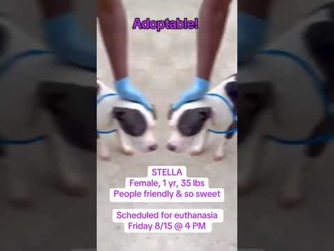 Animal Control Or Stray Pets Clayton County Non Emergency At Your Service
