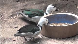 Cotton Pygmy Geese