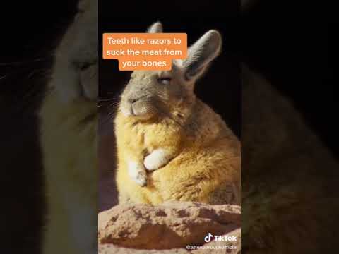 Video: Het U Al Ooit U Troeteldier-chinchilla Of Proefkoninkie Gesien?