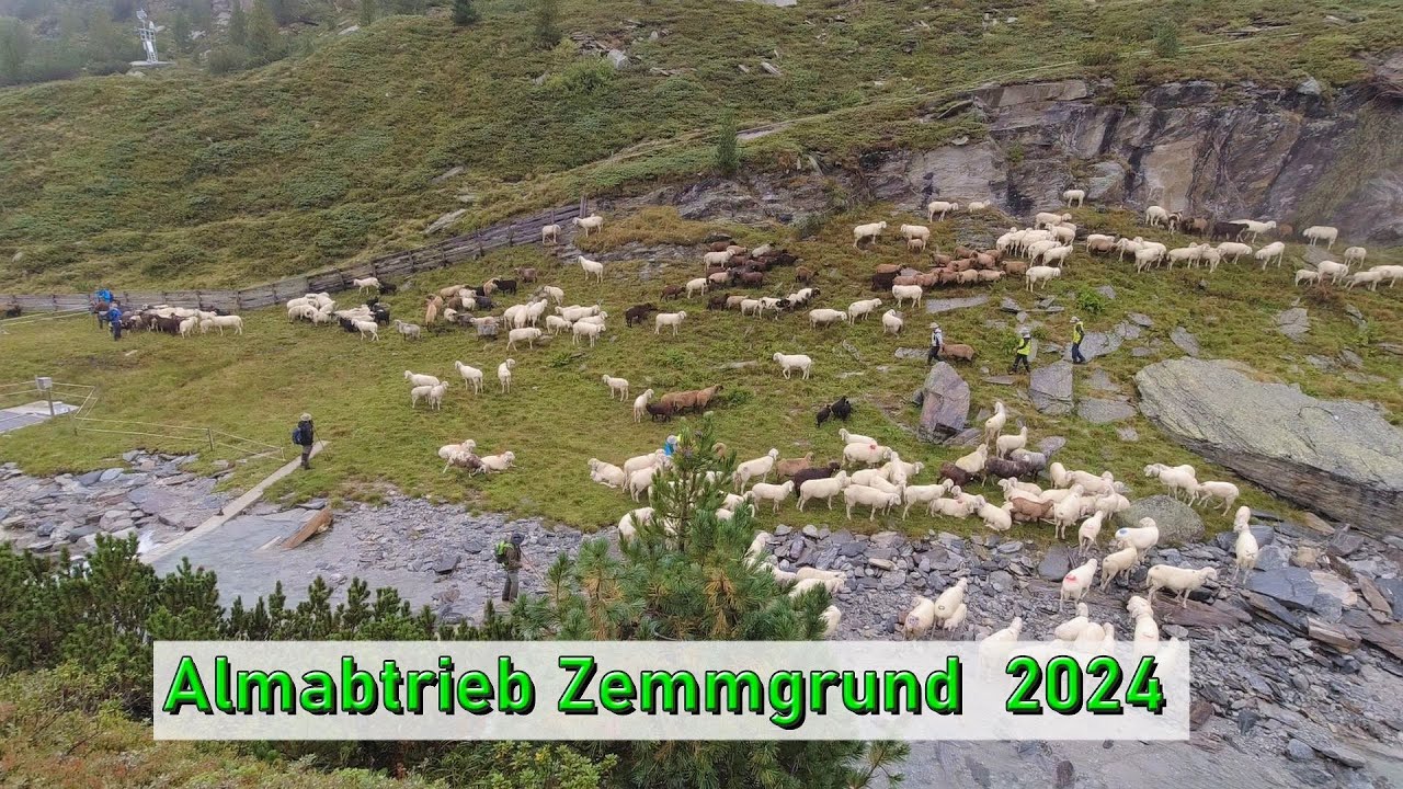 Almabtrieb Zemmgrund 2024