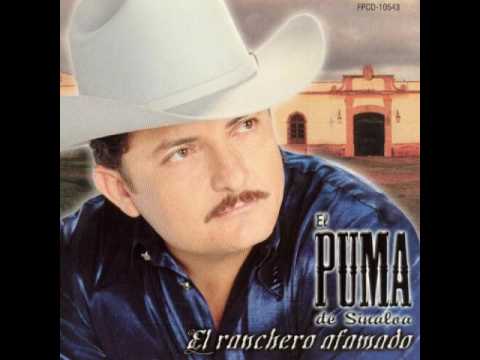 El puma de sinaloa Clearance