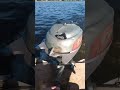 Vintage Johnson TD 20 5hp Outboard Motor 