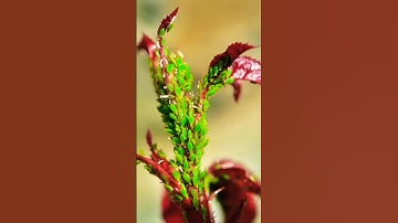 Get Rid Of Aphids! Fast and Easy method home made! #plants #nature #facts #shortsvideo #funny #fyp