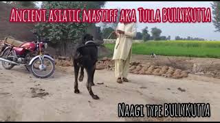 Bullykutta Naagi