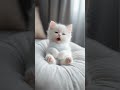 A Cute White Kitten Cat Lipsync Talking Meow Pets A Cute White Kitten Cat Lipsync Talking Meow Pets