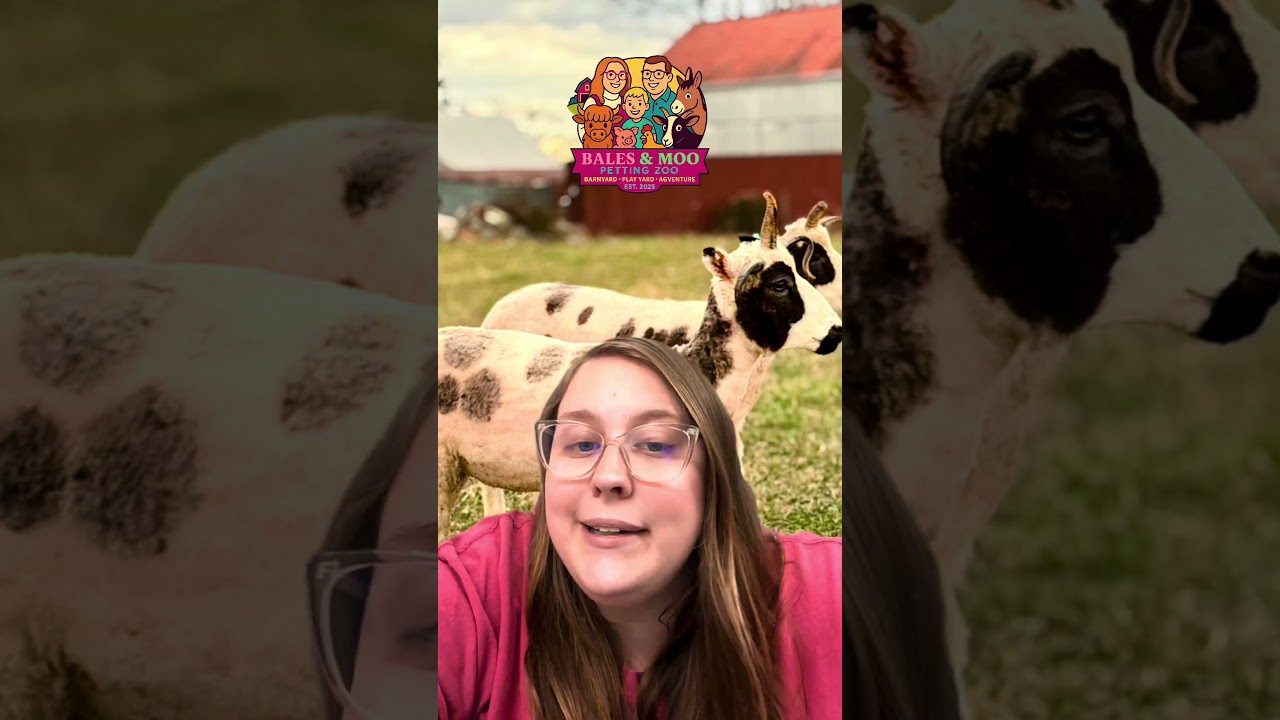 Ever heard of Jacob Sheep? Here’s what you should know, Pt. 1