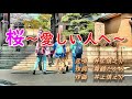 「桜~愛しい人へ~」元歌 井上慎之介 作詞 舞鶴たかみ 作曲 井上慎之介 歌唱 きんちゃん