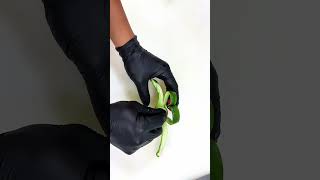 Cucumber plating ideas #creativeplating #plating #cucumber#CreativePlateDecoration