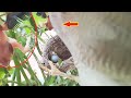 Pigworm  maggot  falcon attack  white eye bird nest attack  full 3