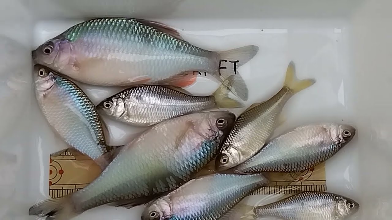 タナゴ釣り🐟2025/11/02/SU🌥️釣果記録😲久しぶりに行ったら💥びっくり釣果🤸👍