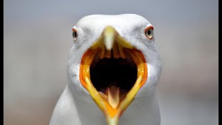 Орущая чайка (The screaming Seagull)