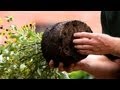 How to plant flowers  lawn  garden care