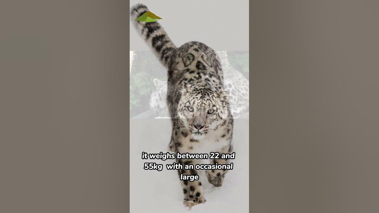 Snow leopard cat introvet cannot roar youtube