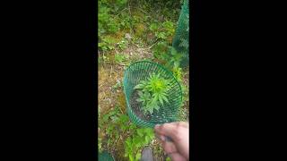 outdoor grow 2019 mind how you grow