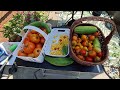 4th of July Harvest