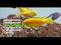 Electric yellow lab cichlid Labidochromis Caeruleus Malawi care guide