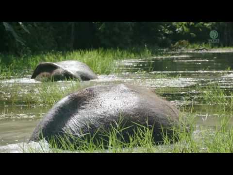 Two Elephants Bathe Naturally After Many Years Away From The River