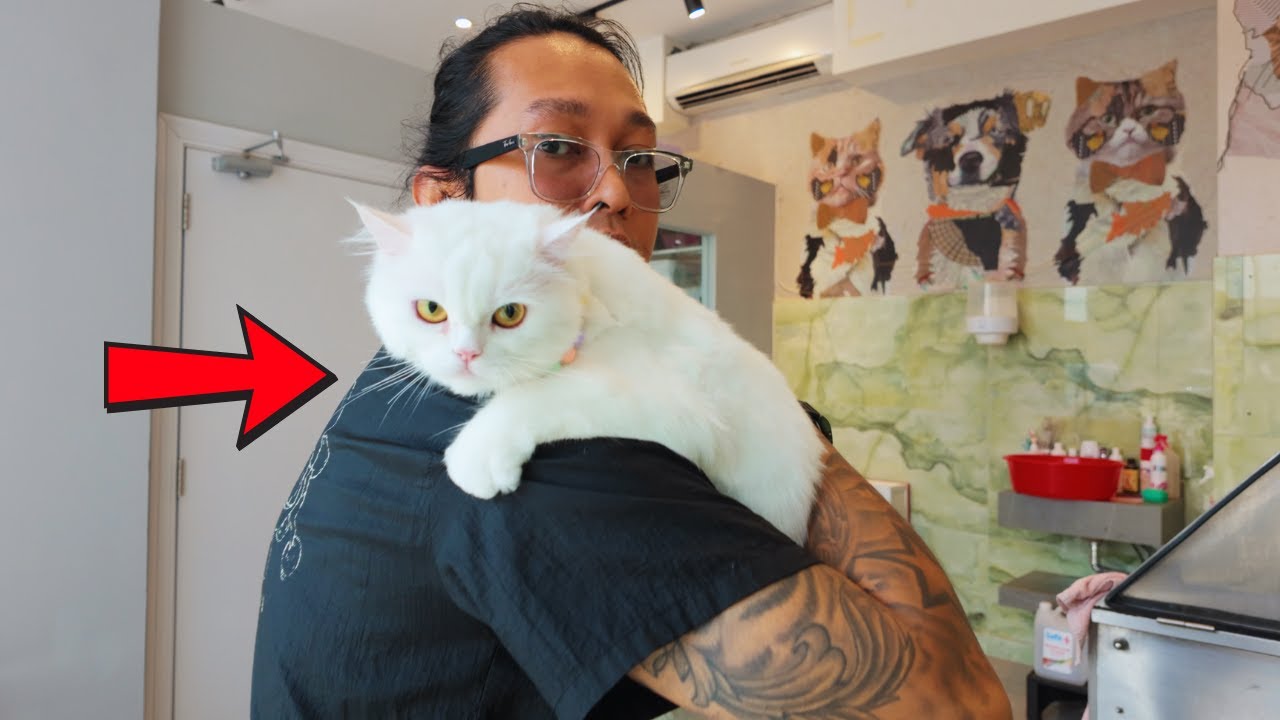 Cat Trainer: Unlock Your Feline's Hidden Potential