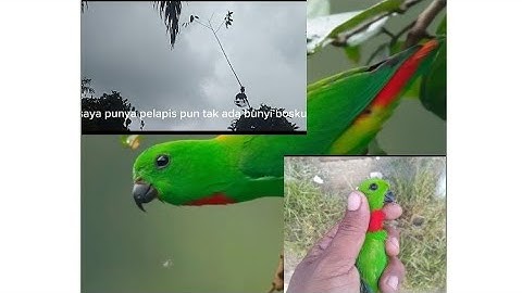 memikat burung serindit di port keras kepala lihat apa yang terjadi