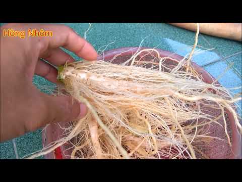 Video Vlog 457- Ngâm rượu - Ngâm rượu cây thù lù - youtube