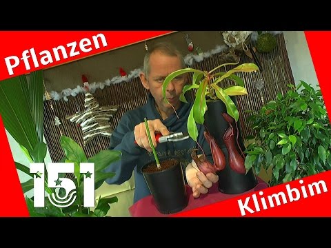 Video: Growing Kannenpflanzen drinnen - Wie man eine Kannenpflanze drinnen pflegt