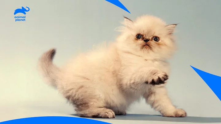 Video 11774901: himalayan cat love, himalayan kitten, cat kitten playing