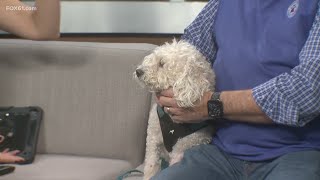 Finn the miniature poodle up for adoption by Connecticut Humane Society