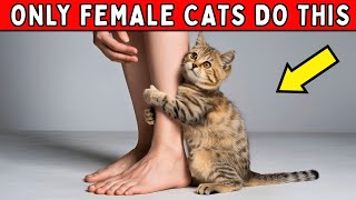 7 Weird Things Female Cats Do For Owners Every Day