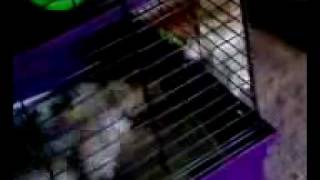 attack  of the killer kitty 2