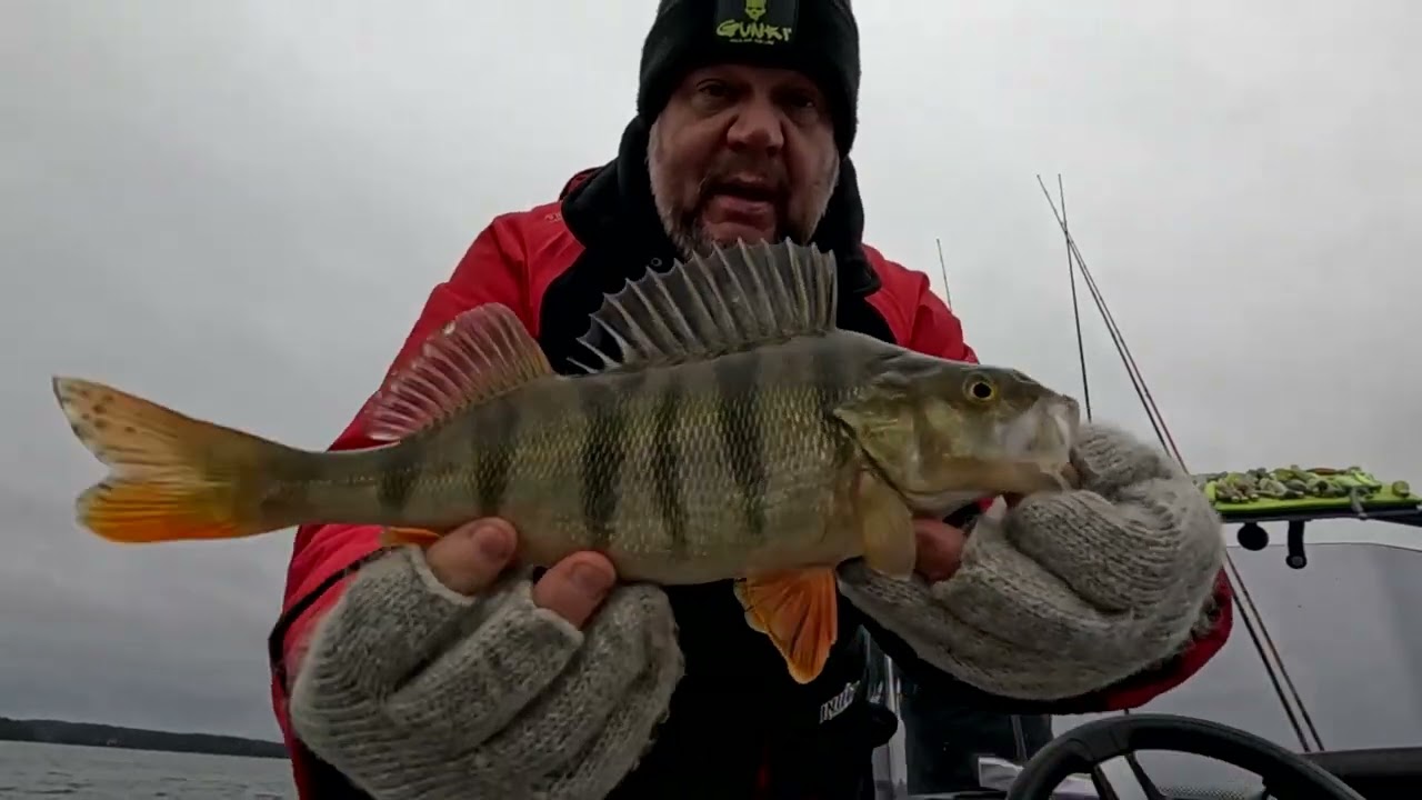 Kuhan ja ahvenen kalastusta.