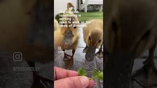 Five hungry ducklings!