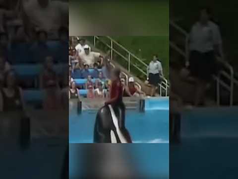 Когда косатка выходит из под контроля