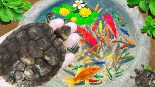 Amazing Catch Baby Diamond Turtle, Unicorn Head Fish, Pearlscale Goldfish, Striped Horse Fish