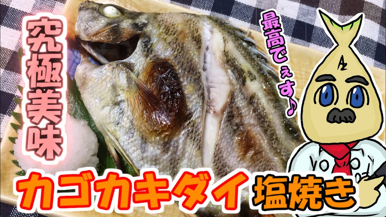 めちゃうま 珍魚 カゴカキダイの塩焼き 14 Youtube めちゃうま 珍魚 カゴカキダイの塩焼き 14 Youtube