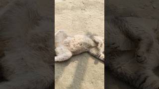 Cute Sleepy Aunt Ximo Is Relaxing