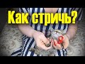 Как правильно подстричь когти котенку в домашних условиях?