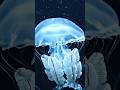 Hamesha Zinda Rehne Wala Jeev? 😱 | The Immortal Jellyfish (Best for views)#shorts