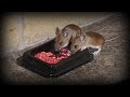 Watch Rodents eating poison - How to get rid of mice and rats in the home