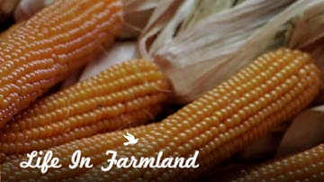 What We Learned Growing And Drying A Years Worth Of Popcorn