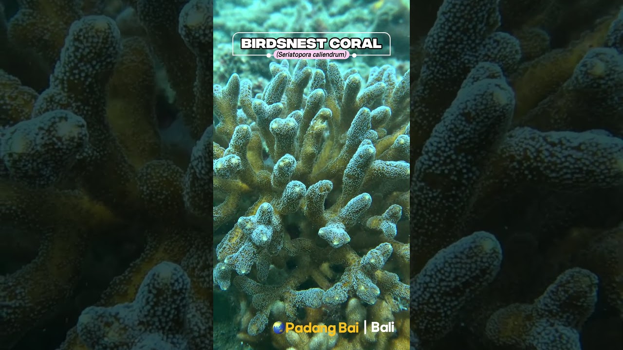 Epic Birdsnest Coral in Shallow water 