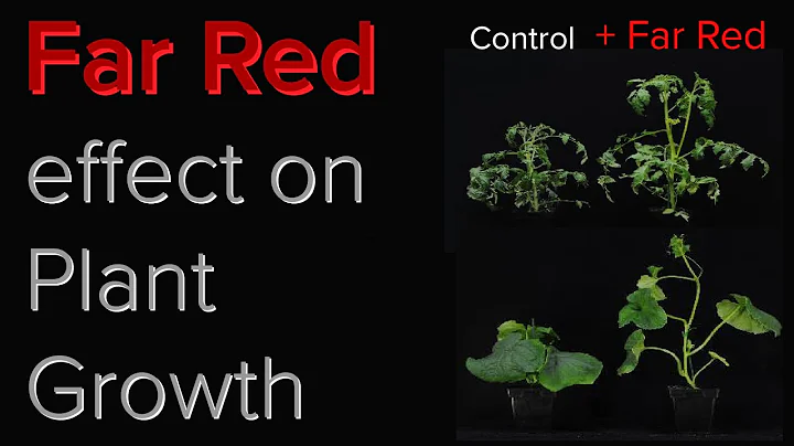 What effect does Far Red have on plant growth? | Should we add Far Red to grow light spectrum? - DayDayNews